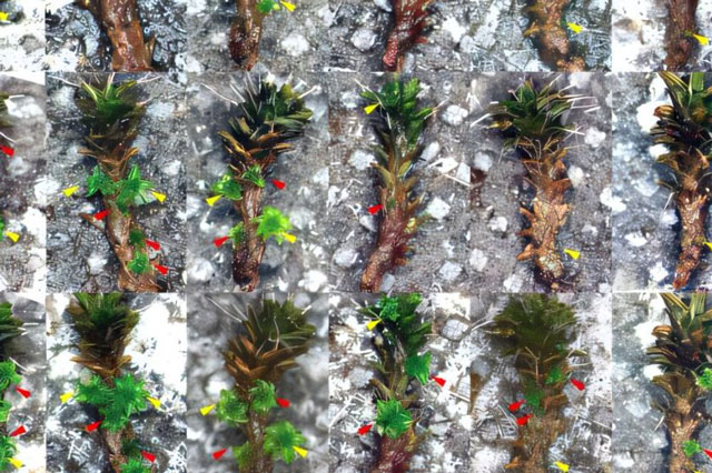 Rêu sa mạc có thể mở đường cho sự sống trên Sao Hỏa