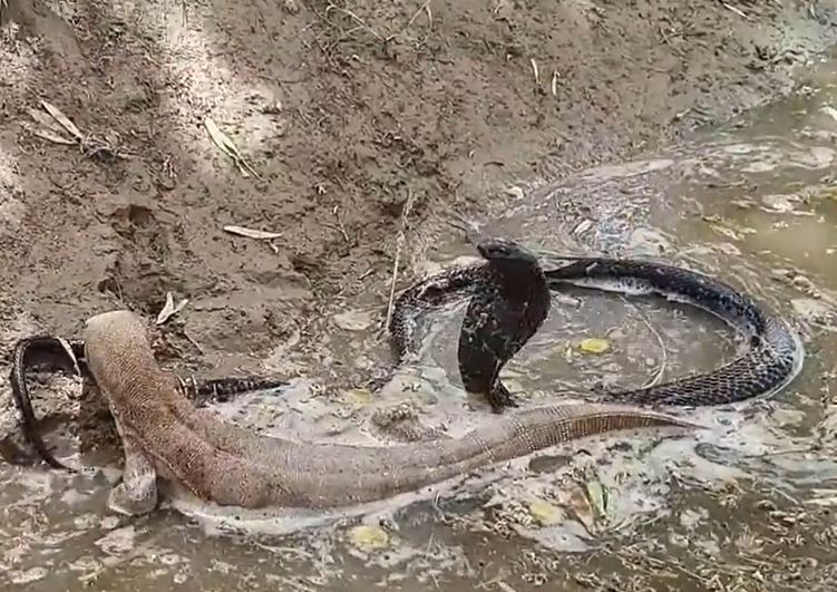 CLIP: Màn tử chiến đầy kịch tính của rắn hổ mang và kỳ đà