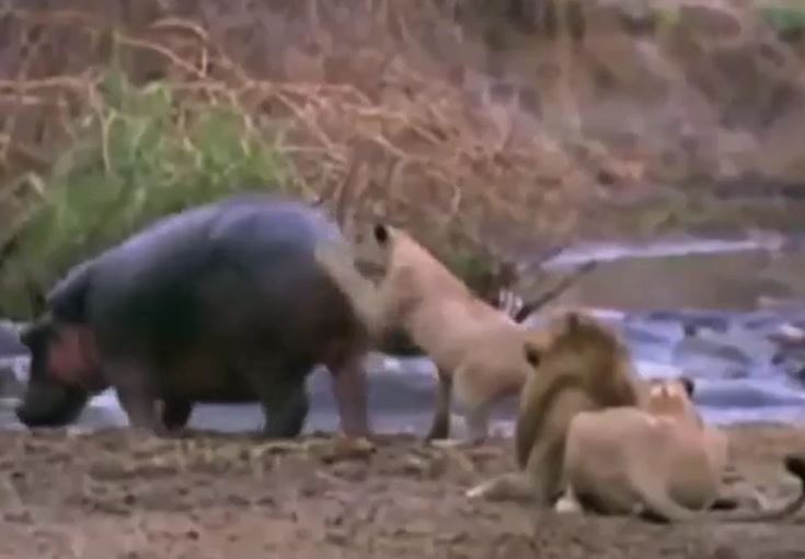 CLIP: Cả gan vỗ mông hà mã, sư tử bị cắn gãy hàm