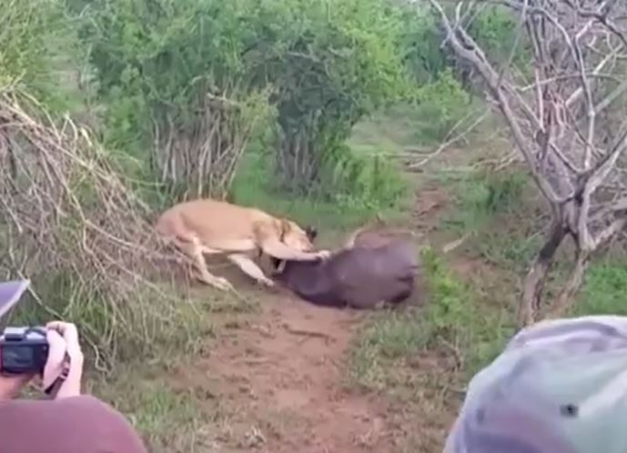 CLIP: Bị sư tử ngoạm chặt cổ, linh dương vẫn có màn 'lật kèo' khiến kẻ đi săn bẽ mặt