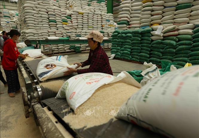 Giá gạo Việt Nam xuất khẩu giảm về sát 400 USD/tấn