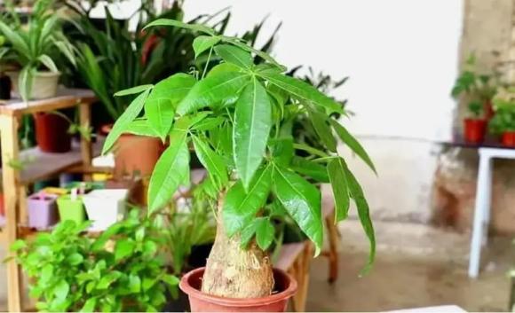 5 cây cảnh rất hiếm nở hoa, nếu bỗng nhiên nở hoa ắt có 'điềm báo mừng', gia chủ cần chuẩn bị