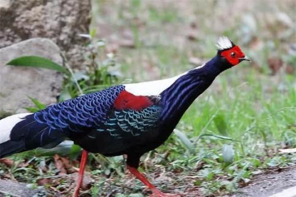 Việt Nam có một loài gà vừa đẹp vừa điệu đà, không thể ăn thịt, giá trị lại cực cao, chỉ có ở nước ta