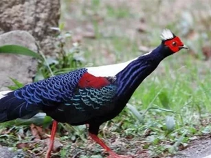Việt Nam có một loài gà vừa đẹp vừa điệu đà, không thể ăn thịt, giá trị lại cực cao, chỉ có ở nước ta