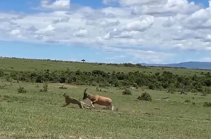 CLIP: Con non bị tấn công, linh dương nổi điên truy sát báo đốm và cái kết khó tin