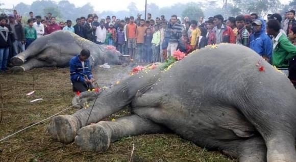 Sau khi voi chết sẽ mang theo một 'sức mạnh chết chóc', nếu con người cố tình chạm vào sẽ gây ra cảnh tượng kinh hoàng?