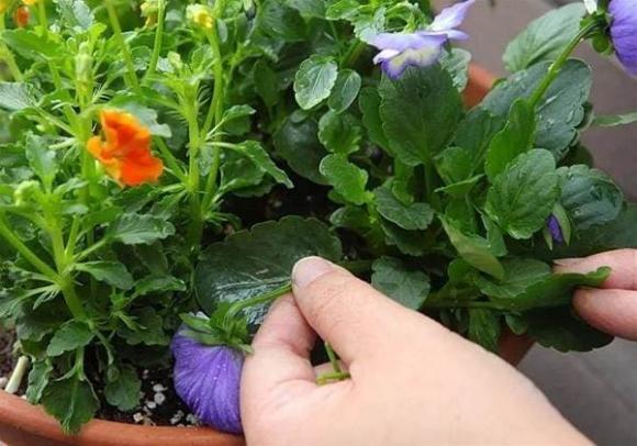 Khi trồng hoa tại nhà hãy ghi nhớ tưới “6 loại nước” này thì cây sẽ phát triển mạnh mẽ um tùm và hoa nở rộ