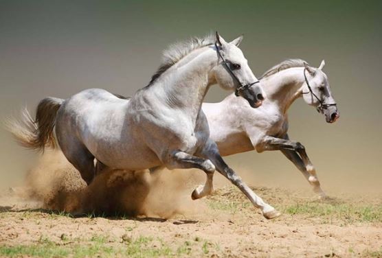 Tuần mới, 3 con giáp sau đây sẽ xua đuổi được vận đen, đón tài lộc bùng nổ, tiền vào như nước