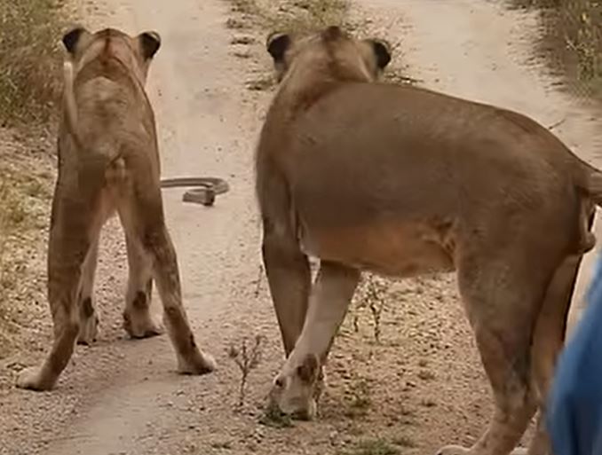 CLIP: Bắt gặp rắn hổ mang săn mồi giữa đường, sư tử làm ra hành động khiến người xem 'sốc'