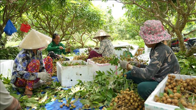 Phát triển bền vững nông nghiệp vùng Đông Nam Bộ – Bài 1: Trụ đỡ của nền kinh tế