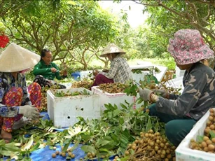 Phát triển bền vững nông nghiệp vùng Đông Nam Bộ – Bài 1: Trụ đỡ của nền kinh tế