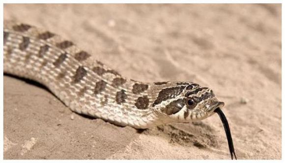 Là loài rắn độc, tại sao rắn hổ mang hognose lại “diễn trò giả chết” khi gặp nguy hiểm và không bao giờ dám tấn công?