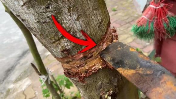 4 loại cây mà dù nghèo đến mấy cũng đừng chặt bỏ, con cháu 3 đời vẫn hưởng phúc