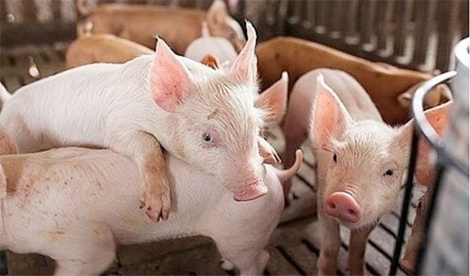 Giá heo hơi ngày 11/2/2025: Vượt mốc 73.000 đồng/kg, thiết lập đỉnh mới 