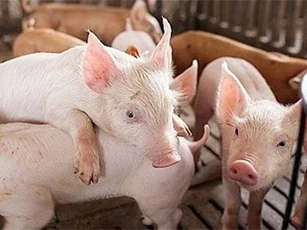 Giá heo hơi ngày 11/2/2025: Vượt mốc 73.000 đồng/kg, thiết lập đỉnh mới