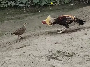 CLIP: Cuộc đối đầu bất ngờ giữa gà gô và gà trống, kết quả khó tin!