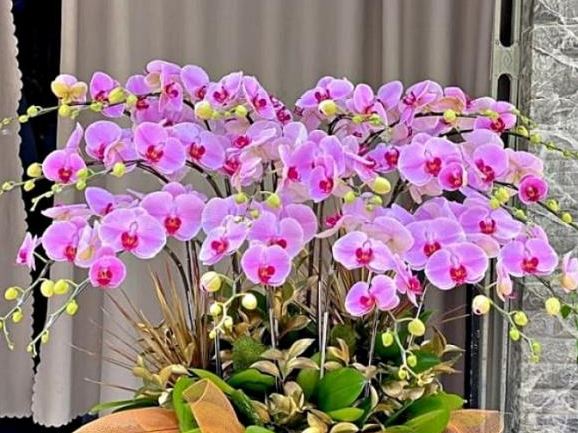 6 loại cây 'hút tài lộc' nhất định phải trồng trong năm 2025, vừa rước may mắn vào nhà, vừa mang lại vận khí cho gia chủ