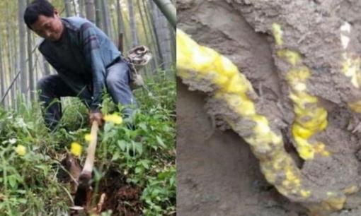 Cuốc đất tìm măng, người đàn ông 'đổi đời' khi đào được 'kho báu' quý hơn vàng giá trị lên tới hàng tỷ đồng