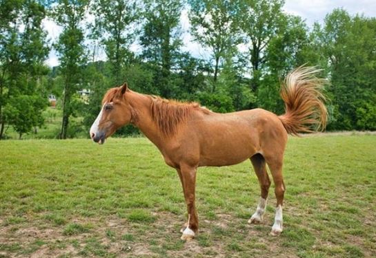 Trong 3 tháng tới, 3 con giáp sau đây sẽ gặp nhiều may mắn, sự nghiệp suôn sẻ, cuộc sống bình yên