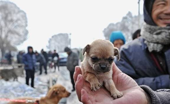 Mẹo chọn chó của từ kinh nghiệm của người xưa: Hãy ghi nhớ 6 'bí quyết' này để biết cách chọn chó tốt