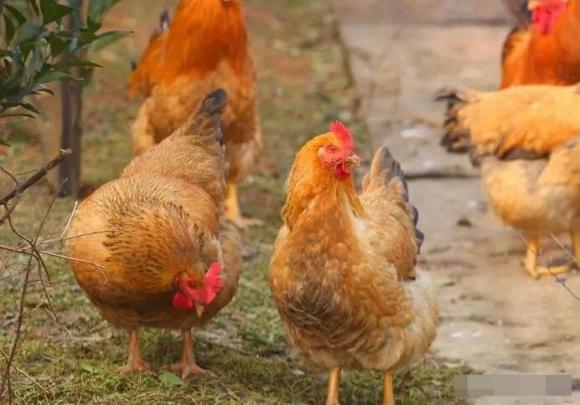 'Đừng nuôi gà khi bạn nghèo, và đừng nuôi cừu khi bạn giàu', lý do là gì? Tại sao chúng ta không thể nuôi chúng? Có lý do khoa học nào không?