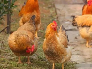 'Đừng nuôi gà khi bạn nghèo, và đừng nuôi cừu khi bạn giàu', lý do là gì? Tại sao chúng ta không thể nuôi chúng? Có lý do khoa học nào không?