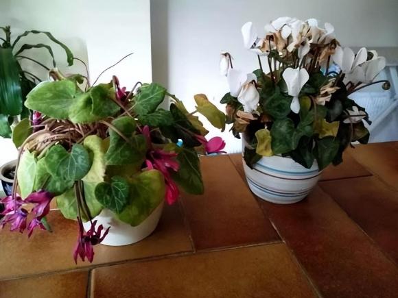 Khi phát hiện thấy những 'thứ' này trong chậu hoa, đừng suy nghĩ nhiều, đó là tín hiệu cần 'thay chậu, thay đất'