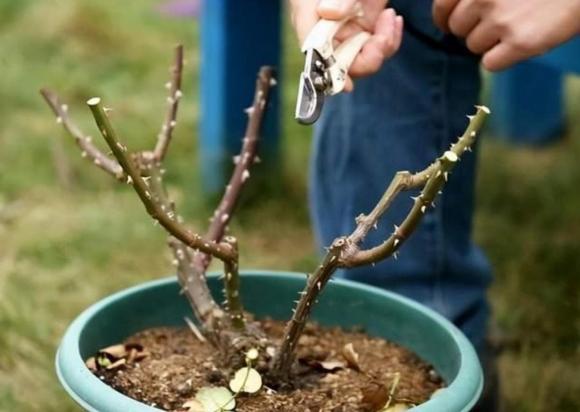 4 loại hoa 'không cắt tỉa thì không nở', hãy nhanh tay cắt tỉa vào mùa xuân, hoa sẽ nở nhiều hơn