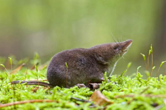 5 loài vật say xỉn hơn cả con người: Số 2 cực phổ biến ở Việt Nam, số 5 thậm chí phải đi cai nghiện rượu