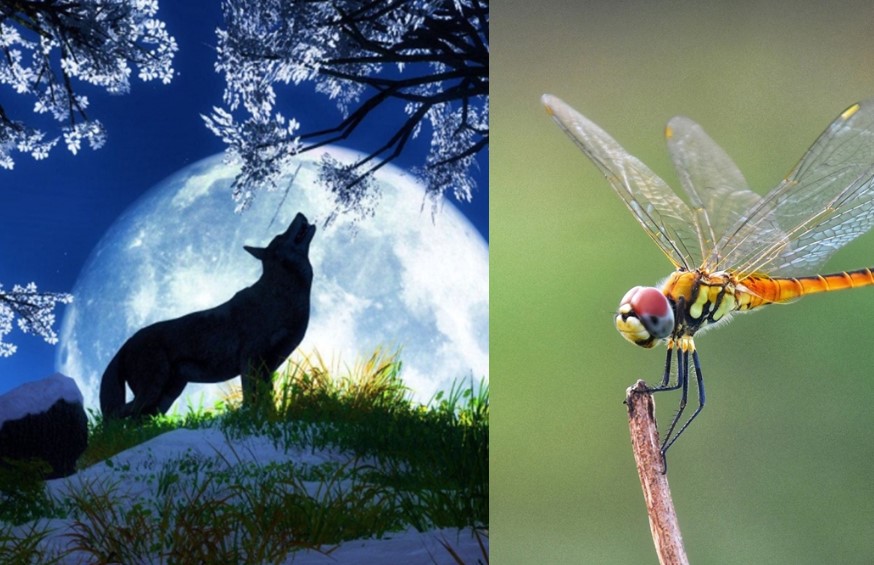 Không phải sư tử, rắn như mọi người lầm tưởng, đây mới là loài động vật săn mồi giỏi nhất thế giới