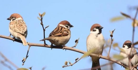 Có câu nói dân gian: 'Hai con chim bay vào cửa, dù không giàu cũng vẫn vui', bạn biết hai con chim này là loài gì không?