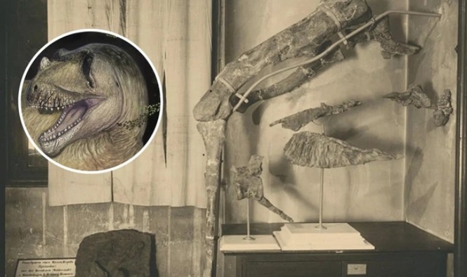 Quái thú "dị long" dài 10 m lộ diện ở Giza - Ai Cập