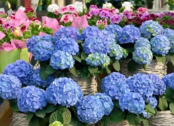 5 loại hoa trồng vào mùa xuân, hoa đẹp và dễ trồng, bạn có thể có hoa để ngắm ở nhà trong thời gian dài