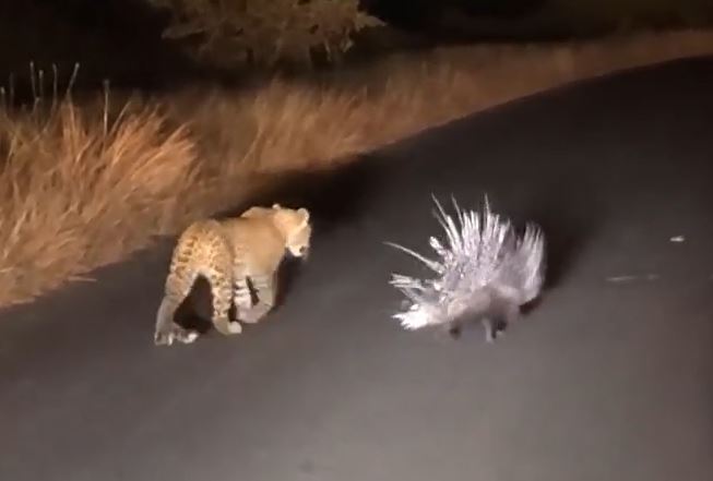 CLIP: Bị báo hoa mai truy sát, nhím 'tung chiêu độc' khiến kẻ đi săn 'ôm hận'