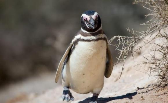 Tại sao không có chim cánh cụt ở Bắc Cực? Điều gì đã xảy ra với 69 chú chim cánh cụt được thả vào Bắc Cực 80 năm trước?