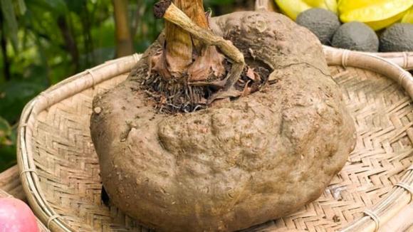 Ở miền Bắc có một loại củ có cái tên 'chẳng giống ai', xưa dùng để 'cứu đói' nay thành đặc sản 250 nghìn đồng/kg