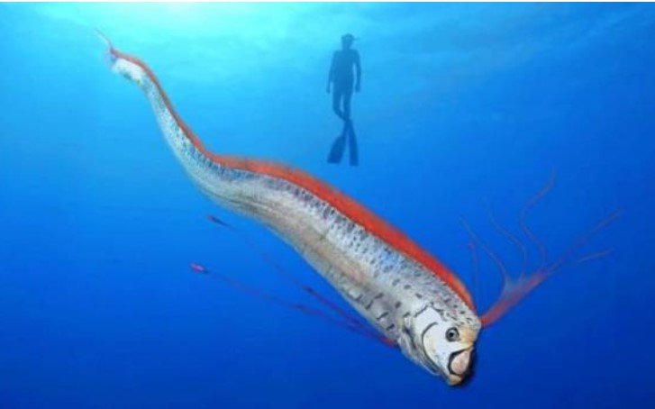 Khám phá top 10 loài động vật dài nhất thế giới: Bất ngờ với quán quân dài tới 55 mét!