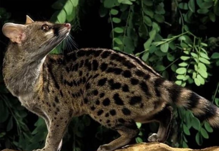 Loài động vật với khả năng giao phối liên tục đến 8 giờ khiến giới khoa học sửng sốt