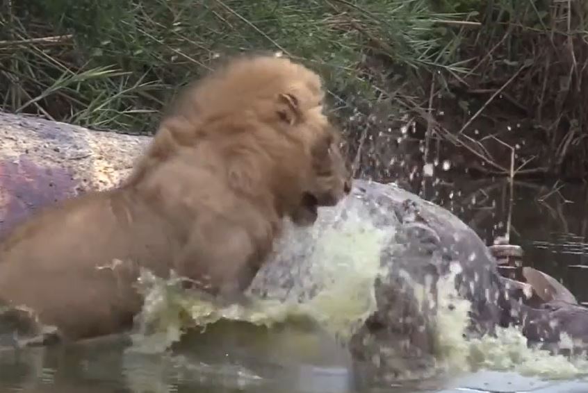 CLIP: Đang thưởng thức xác hà mã, tư tử bị cá sấu 'đánh úp' và cái kết gây chú ý