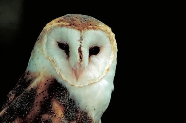 Khám phá sự huyền bí của loài động vật sống về đêm đẹp nhất thế giới