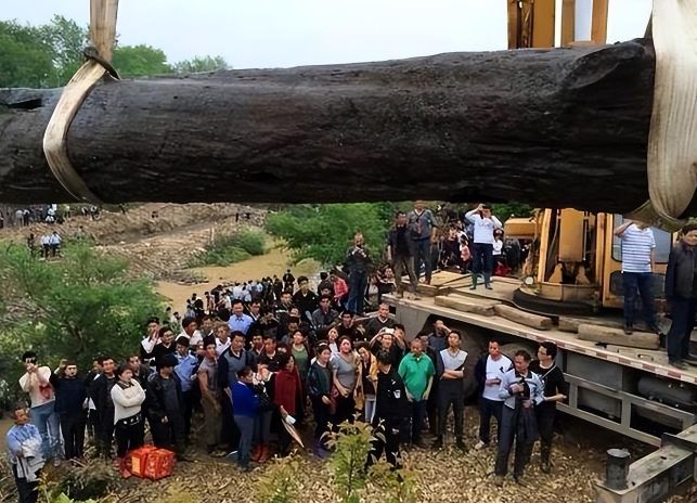 Người nông dân phát hiện khúc gỗ mun khổng lồ dài hơn 30m, nặng 60 tấn, tỏa ra mùi thơm kỳ lạ: 'Sốc' khi chuyên gia xác định giá trị của nó lên tới hàng chục tỷ đồng