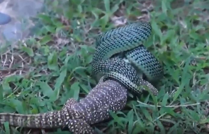 CLIP: Đụng độ rắn lục hoa cân, thằn lằn nhận cái kết bi thảm