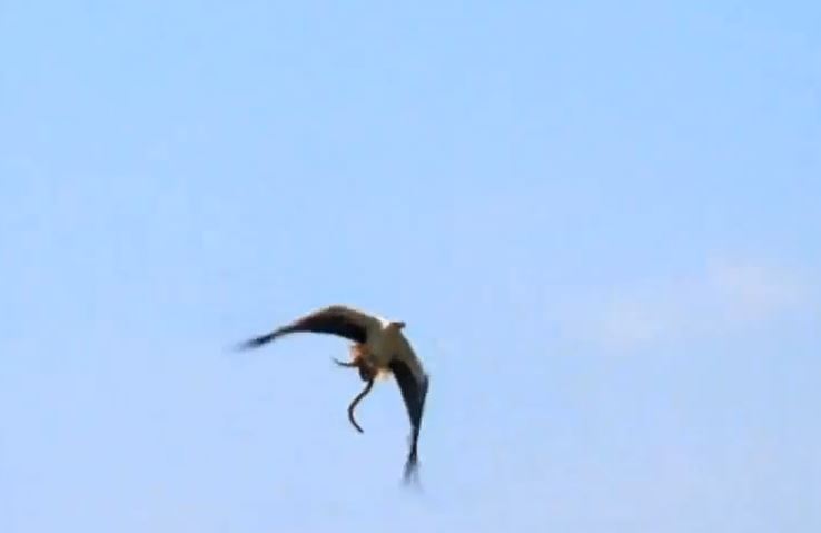 CLIP: Rắn cạp nia biển 'tự tử' sau khi bị đại bàng bắt được 