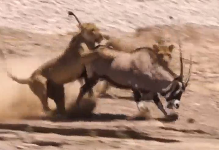 CLIP: Đi săn linh dương sừng kiếm, 2 con sư tử nhận cái kết 'muối mặt'