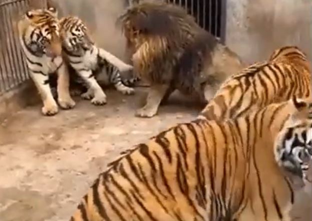CLIP: Mãn nhãn trước màn ác đấu đầy gay cấn giữa 1 con sư tử và 5 con hổ