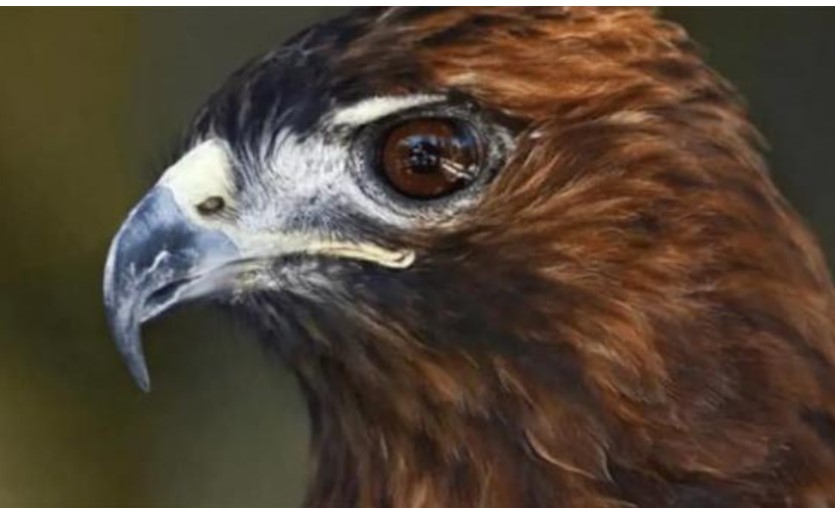 'Mũi khoằm và mắt hình tam giác, nên tránh xa': Người xưa dạy bạn cách nhận biết con người và quan sát tướng mạo của họ ra sao?