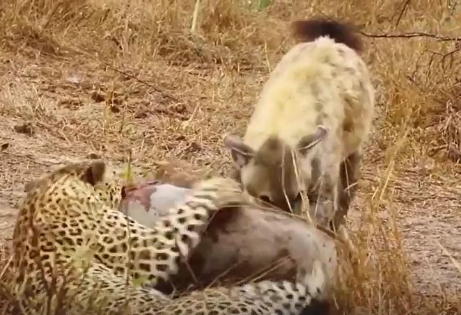 CLIP: Báo hoa mai và linh cẩu 'bắt tay hợp tác', tóm gọn lợn rừng nhưng màn ăn chia sau đó mới gây chú ý