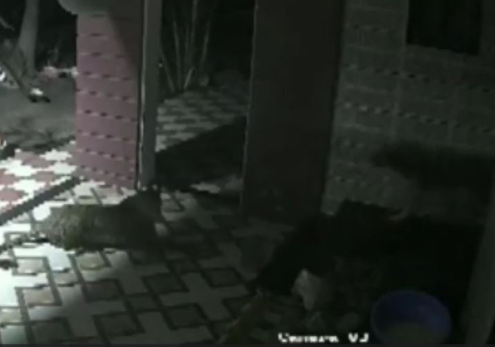 CLIP: Báo hoa mai lẻn vào nhà dân và màn nghênh đón đầy ấn tượng của chó nhà 