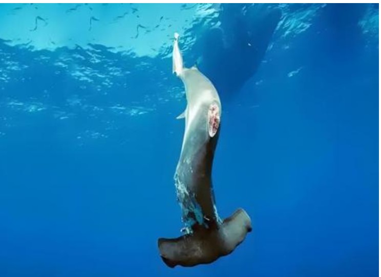 Cá mập bị cắt vây có thể sống được bao lâu sau khi trở lại biển? 