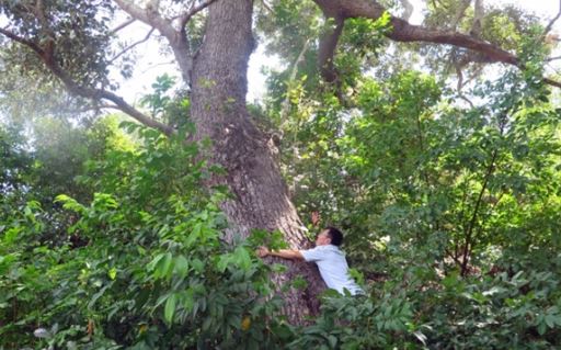 Loài cây cứng như sắt, quý hơn vàng, cả thế giới chỉ còn 13 cây ở Việt Nam, sở hữu cái tên đặc biệt